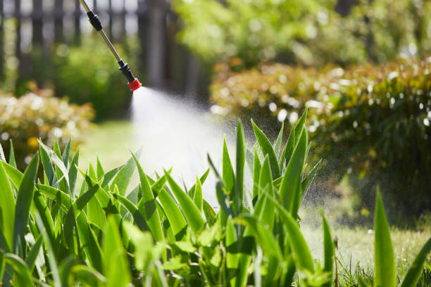 24/7 Emergency Wasp Removal experts in Des Plaines, IL